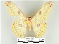 黃豹天蠶蛾藏品圖，第2張