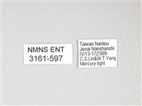 黃豹天蠶蛾藏品圖，第3張