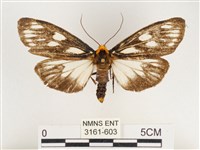 巨網燈蛾藏品圖，第1張