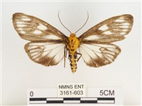 巨網燈蛾藏品圖，第2張