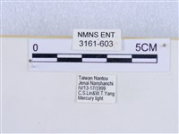 巨網燈蛾藏品圖，第3張