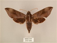 背中白天蛾藏品圖，第1張