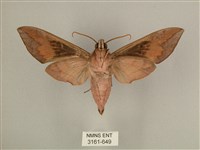 背中白天蛾藏品圖，第2張