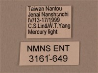 背中白天蛾藏品圖，第3張