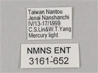 栗六點天蛾藏品圖，第3張