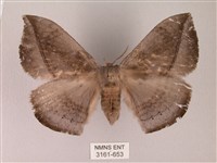 蓬萊灰紋帶蛾藏品圖，第1張