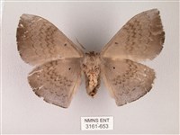 蓬萊灰紋帶蛾藏品圖，第2張