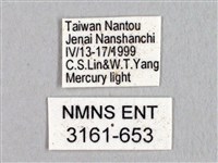 蓬萊灰紋帶蛾藏品圖，第3張