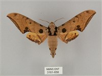 裂斑鷹翅天蛾藏品圖，第1張