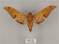 裂斑鷹翅天蛾藏品圖，第2張