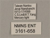 裂斑鷹翅天蛾藏品圖，第3張