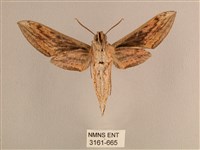 背線天蛾藏品圖，第2張