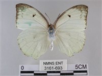 細波遷粉蝶藏品圖，第1張