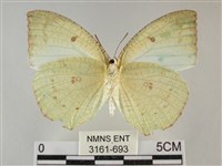 細波遷粉蝶藏品圖，第2張