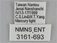 細波遷粉蝶藏品圖，第3張