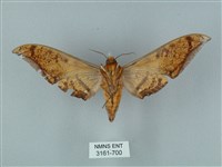 圓斑鷹翅天蛾藏品圖，第2張