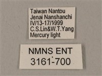 圓斑鷹翅天蛾藏品圖，第3張