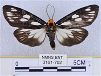 巨網燈蛾藏品圖，第1張