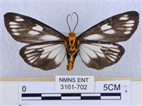 巨網燈蛾藏品圖，第2張