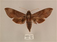 背中白天蛾藏品圖，第1張