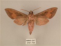 背中白天蛾藏品圖，第2張