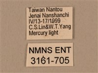 背中白天蛾藏品圖，第3張