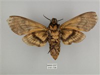 鬼臉天蛾藏品圖，第2張