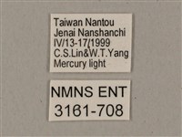 鬼臉天蛾藏品圖，第3張