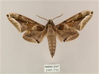 白點天蛾 藏品圖，第1張