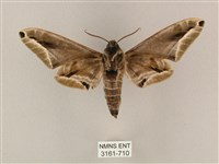 白點天蛾 藏品圖，第2張