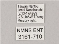 白點天蛾 藏品圖，第3張