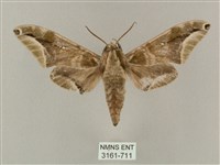 白點天蛾 藏品圖，第1張