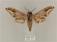 白點天蛾 藏品圖，第2張