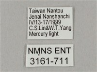 白點天蛾 藏品圖，第3張