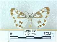 粉蝶燈蛾藏品圖，第1張