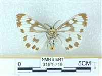 粉蝶燈蛾藏品圖，第2張