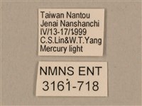 棕綠背線天蛾藏品圖，第3張