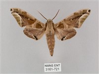 白點天蛾 藏品圖，第1張