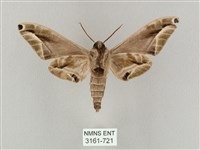 白點天蛾 藏品圖，第2張