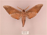 栗六點天蛾藏品圖，第2張