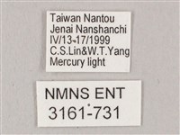 栗六點天蛾藏品圖，第3張