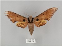 裂斑鷹翅天蛾藏品圖，第1張