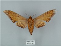 裂斑鷹翅天蛾藏品圖，第2張