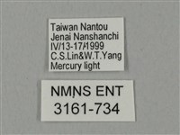 裂斑鷹翅天蛾藏品圖，第3張