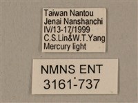 全緣缺角天蛾藏品圖，第3張