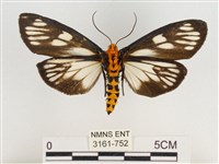 巨網燈蛾藏品圖，第2張