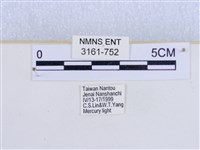 巨網燈蛾藏品圖，第3張