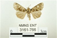 白斑散紋夜蛾藏品圖，第1張