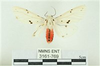 菊池污燈蛾藏品圖，第1張