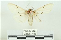 菊池污燈蛾藏品圖，第2張